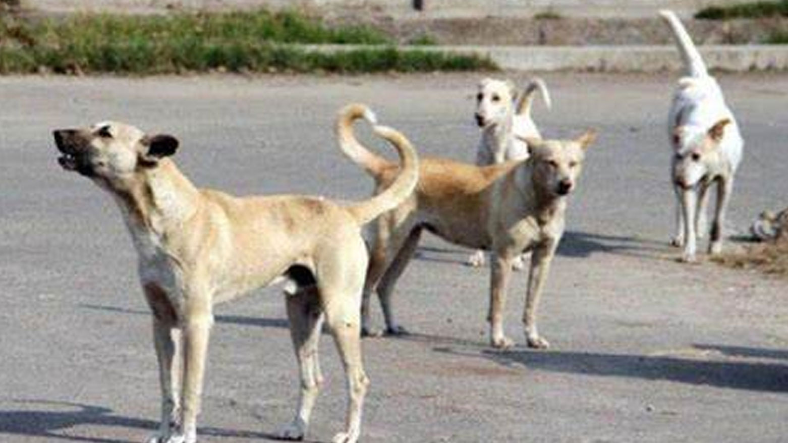 ڕۆژانە زیاتر لە 50 سەگی بێلانە لە هەولێر کۆدەکرێنەوە